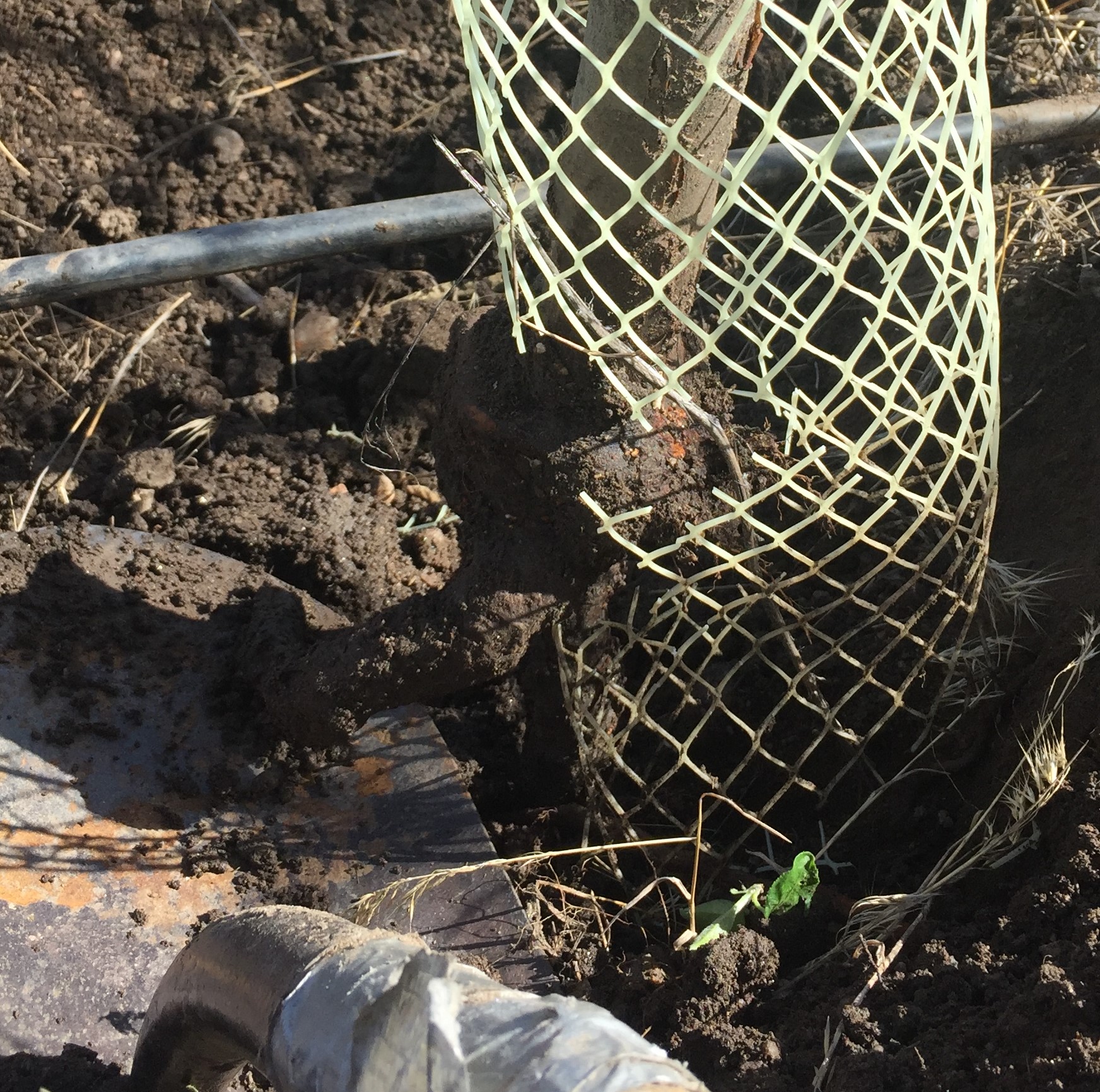 Voles and Pocket Gophers in Montana Orchards Western Agricultural